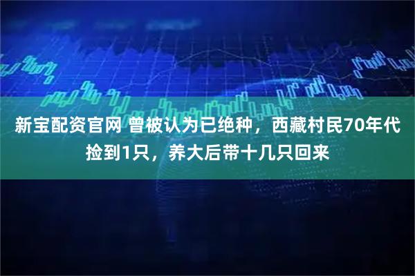 新宝配资官网 曾被认为已绝种，西藏村民70年代捡到1只，养大后带十几只回来